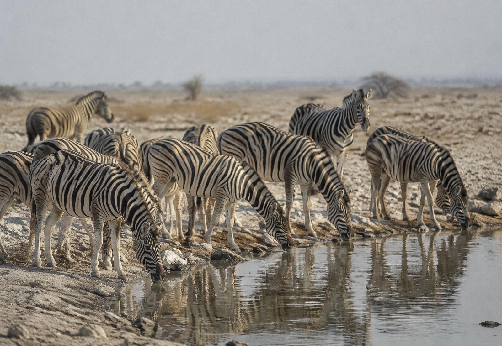 Plains zebras drinking at a waterhole